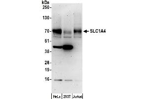 Western Blotting (WB) image for anti-Solute Carrier Family 1 (Glutamate/Neutral Amino Acid Transporter), Member 4 (SLC1A4) (AA 482-532) antibody (ABIN7450736)