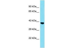 Host: Rabbit Target Name: SGCZ Sample Type: HepG2 Whole Cell lysates Antibody Dilution: 1. (SGCZ 抗体  (C-Term))