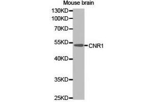 Western Blotting (WB) image for anti-Cannabinoid Receptor 1 (CNR1) antibody (ABIN1871938) (CNR1 抗体)