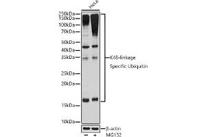 Western blot analysis of extracts of HeLa cells, using K48-linkage Specific Ubiquitin Rabbit mAb (ABIN1680189, ABIN3017871, ABIN3017872 and ABIN7101530) at 1:1000 dilution. (Ubiquitin B 抗体)