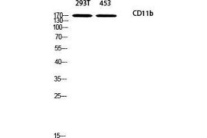 Western Blot (WB) analysis of 293T 453 using CD11b antibody. (CD11b 抗体)