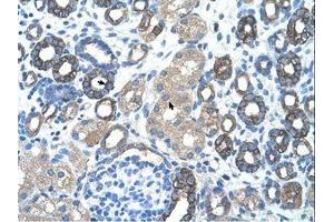 Image no. 1 for anti-GNAS Complex Locus (GNAS) (AA 51-100) antibody (ABIN203445) (GNAS 抗体  (AA 51-100))
