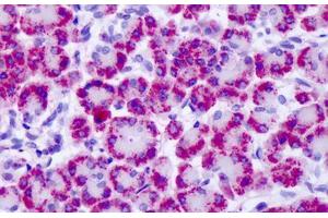 Anti-MGLUR4 antibody IHC staining of human pancreas. (Metabotropic Glutamate Receptor 4 抗体  (C-Term))