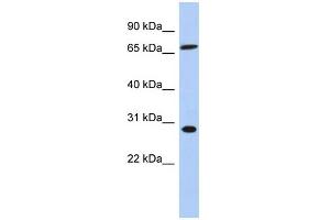 WB Suggested Anti-SFRS7 Antibody Titration: 0. (SFRS7 抗体  (Middle Region))