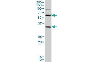 SLC36A2 monoclonal antibody (M04), clone 2H3. (SLC36A2 抗体  (AA 1-71))