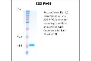 SDS-PAGE (SDS) image for Interleukin 2 (IL2) (Active) protein (ABIN5509807) (IL-2 蛋白)