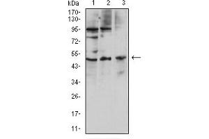 Western blot analysis using CD127 mouse mAb against Hela (1), HL-60 (2), and U937 (3) cell lysate.