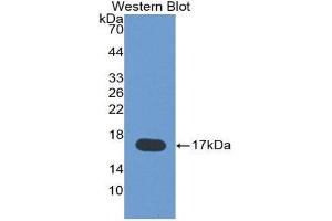 Western Blotting (WB) image for anti-Leptin (LEP) (AA 22-167) antibody (ABIN1859647) (Leptin 抗体  (AA 22-167))