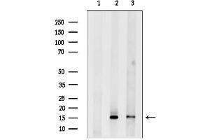 Western blot analysis of lysates from various samples, using PLG2A Antibody.