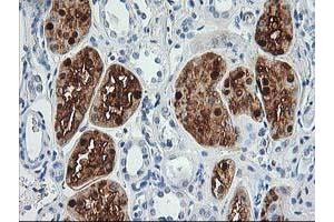 Immunohistochemistry (IHC) image for anti-Aminoacylase 1 (ACY1) antibody (ABIN1496456) (Aminoacylase 1 抗体)