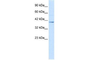 WB Suggested Anti-NUCB2 Antibody Titration:  2. (NUCB2 抗体  (C-Term))