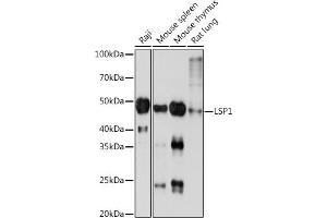 Western blot analysis of extracts of various cell lines, using LSP1 Rabbit mAb (ABIN7268319) at 1:1000 dilution. (LSP1 抗体)