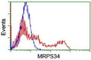 Image no. 1 for anti-Mitochondrial Ribosomal Protein S34 (MRPS34) antibody (ABIN1499563) (MRPS34 抗体)