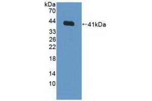 Western blot analysis of recombinant Human FNTa. (FNTA 抗体  (AA 51-366))