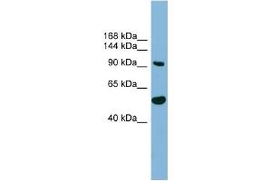 WB Suggested Anti-MAP7D1 Antibody Titration: 0. (MAP7D1 抗体  (N-Term))