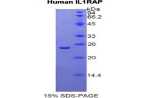 SDS-PAGE of Protein Standard from the Kit  (Highly purified E. (IL1RAP ELISA 试剂盒)