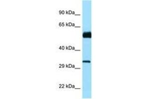 Image no. 1 for anti-Cell Division Cycle 20B (CDC20B) (AA 139-188) antibody (ABIN6748239) (CDC20B 抗体  (AA 139-188))