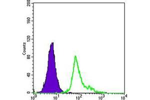 Flow cytometric analysis of HepG2 cells using CD105 mouse mAb (green) and negative control (purple). (Endoglin 抗体)