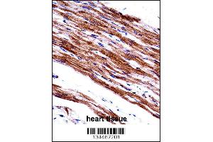 MYL9 Antibody immunohistochemistry analysis in formalin fixed and paraffin embedded human heart tissue followed by peroxidase conjugation of the secondary antibody and DAB staining. (MYL9 抗体  (C-Term))