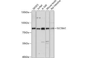 Western blot analysis of extracts of various cell lines, using SLC26 antibody (ABIN7270440) at 1:3000 dilution. (SLC26A2 抗体  (AA 1-111))