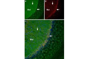 NGF 2.5S protein (Biotin)