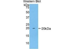 Western Blotting (WB) image for anti-Brain-Derived Neurotrophic Factor (BDNF) (AA 25-192) antibody (ABIN1858131) (BDNF 抗体  (AA 25-192))