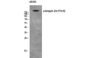 Western Blotting (WB) image for anti-Integrin beta 4 (ITGB4) (pTyr1510) antibody (ABIN3173288) (Integrin beta 4 抗体  (pTyr1510))