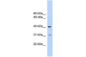 WB Suggested Anti-PHOSPHO2 Antibody Titration:  0. (PHOSPHO2 抗体  (N-Term))