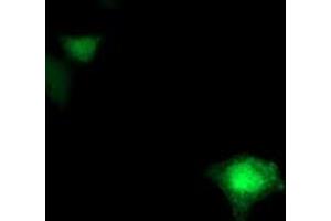 Anti-FDFT1 mouse monoclonal antibody (ABIN2454982) immunofluorescent staining of COS7 cells transiently transfected by pCMV6-ENTRY FDFT1 (RC201392). (FDFT1 抗体)