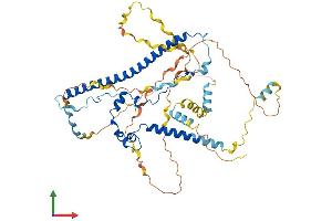 AlphaFold protein structure predicition of Human Recombinant WASF2 Protein, UniprotID Q9Y6W5