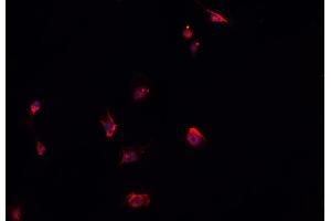 ABIN6278456 staining HepG2? (ELMO1 抗体)