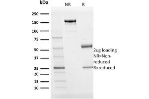 SDS-PAGE (SDS) image for anti-POU Class 2 Associating Factor 1 (POU2AF1) (AA 148-255) antibody (ABIN6940356)