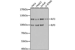 Western blot analysis of extracts of various cell lines, using ILF3 antibody (ABIN1873224) at 1:1000 dilution. (Interleukin enhancer-binding factor 3 (ILF3) 抗体)
