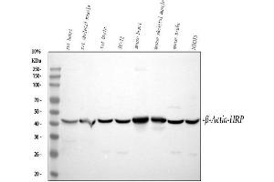 Western blot analysis of beta-Actin using anti-beta-Actin antibody (ABIN7603251).