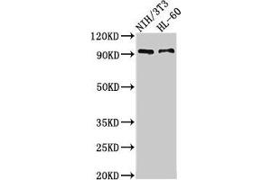 Western Blot Positive WB detected in: NIH/3T3 whole cell lysate, HL60 whole cell lysate All lanes: IL17RA antibody at 3. (IL17RA 抗体  (AA 552-743))