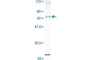 USP18 Protein (AA 1-372) (GST tag)