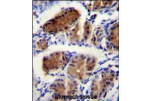 LUC7L Antibody immunohistochemistry analysis in formalin fixed and paraffin embedded human stomach tissue followed by peroxidase conjugation of the secondary antibody and DAB staining. (LUC7L 抗体  (AA 219-246))