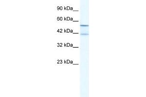 WB Suggested Anti-KCNK10 Antibody Titration:  2. (KCNK10 抗体  (N-Term))