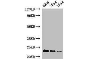 Western Blot Positive WB detected in: Rosseta bacteria lysate at 40 μg, 20 μg, 10 μg All lanes: rpiA antibody at 1 μg/mL Secondary Goat polyclonal to rabbit IgG at 1/50000 dilution Predicted band size: 23 kDa Observed band size: 23 kDa (Ribose 5-Phosphate Isomerase A (RPIA) (AA 1-219) 抗体 (Biotin))