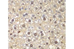 Immunohistochemistry of paraffin-embedded Mouse liver using FEN1 Polyclonal Antibody at dilution of 1:100 (40x lens).