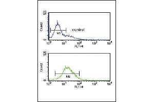 GZ Antibody (Center) (ABIN390763 and ABIN2841021) flow cytometric analysis of K562 cells (bottom histogram) compared to a negative control cell (top histogram). (GZMM 抗体  (AA 84-113))