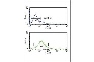 GZ Antibody (Center) (ABIN390763 and ABIN2841021) flow cytometric analysis of K562 cells (bottom histogram) compared to a negative control cell (top histogram). (GZMM 抗体  (AA 84-113))