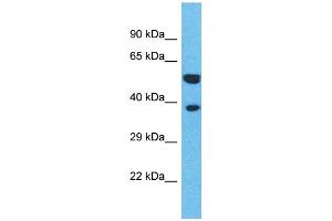 Western Blotting (WB) image for anti-Olfactory Receptor, Family 4, Subfamily L, Member 1 (OR4L1) (C-Term) antibody (ABIN2791742) (OR4L1 抗体  (C-Term))