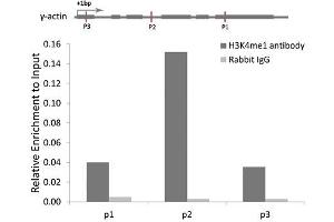 Chromatin immunoprecipitation analysis of γ-actin gene from 293 cell line, using MonoMethyl-Histone H3-K4 antibody and rabbit IgG. (Histone 3 抗体  (H3K4me))