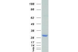 Western Blotting (WB) image for 14-3-3 zeta (YWHAZ) (Transcript Variant 1) protein (Myc-DYKDDDDK Tag) (ABIN2714218)