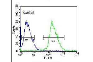 Flow cytometric analysis of 293 cells (right histogram), compared to a negative control cell (left histogram), was performed with KLK6 polyclonal antibody  and FITC-conjugated goat-anti-rabbit secondary antibody. (Kallikrein 6 抗体  (N-Term))