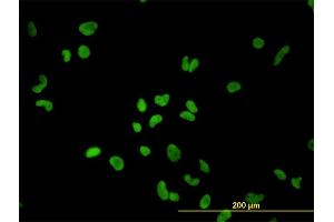 Immunofluorescence (IF) image for anti-Polypyrimidine Tract Binding Protein 1 (PTBP1) (AA 45-144) antibody (ABIN562502)