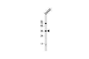 Anti-PRSS23 Antibody (Center) at 1:2000 dilution + S whole cell lysate Lysates/proteins at 20 μg per lane. (PRSS23 抗体  (AA 156-191))