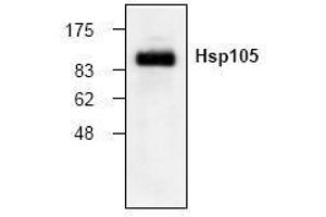 Image no. 1 for anti-Heat Shock 105kDa/110kDa Protein 1 (HSPH1) (N-Term) antibody (ABIN155123) (HSPH1 抗体  (N-Term))