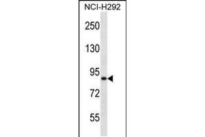 Western blot analysis in NCI-H292 cell line lysates (35ug/lane). (ANKS1B 抗体  (AA 570-599))